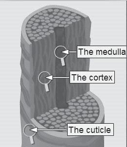 In the center of these structures lies the medullary canal, which is actually a part of the excretory system and houses any foreign debris, heavy metals, synthe cs and medica ons that are thrown off
