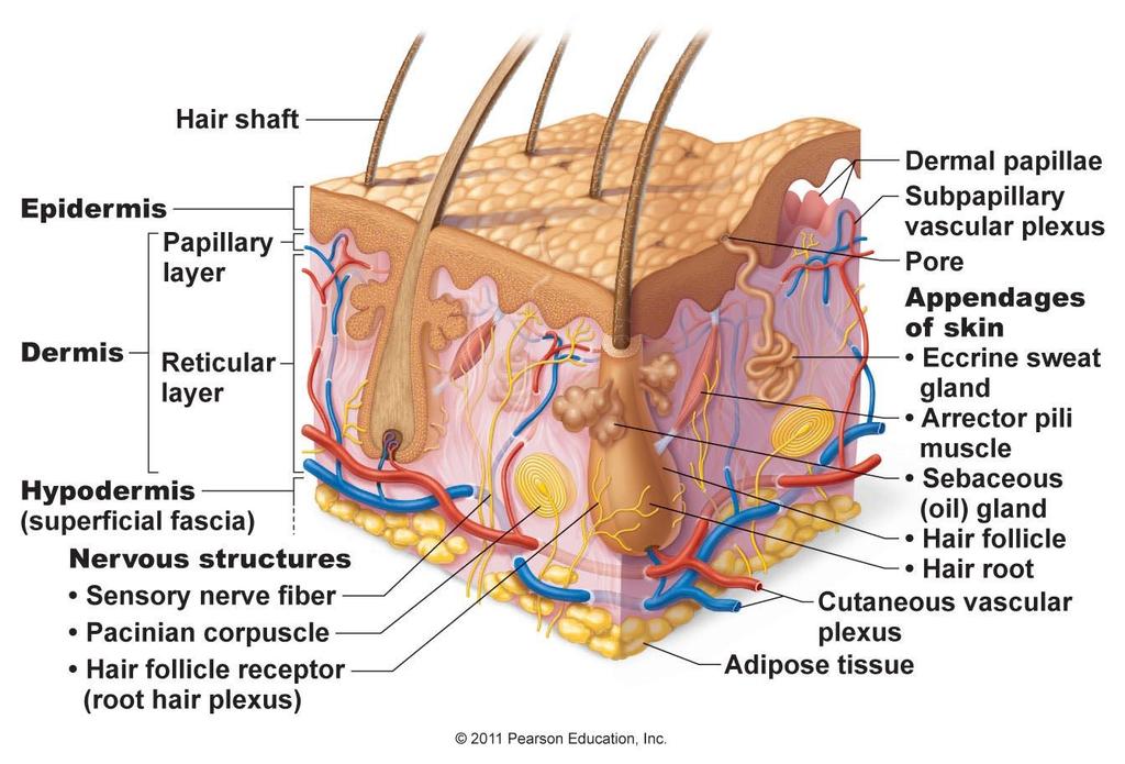 Slide 26 Hair follicle receptor If hair is disturbed, the follicle is also -this acts as a which is consciously.