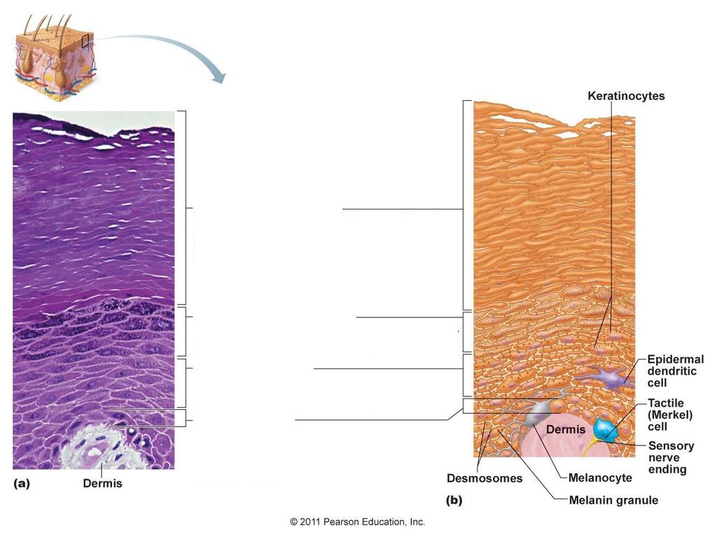 Slide 7 II. Epidermis layers ( in thick skin) A. Deep to superficial (apical) 1.