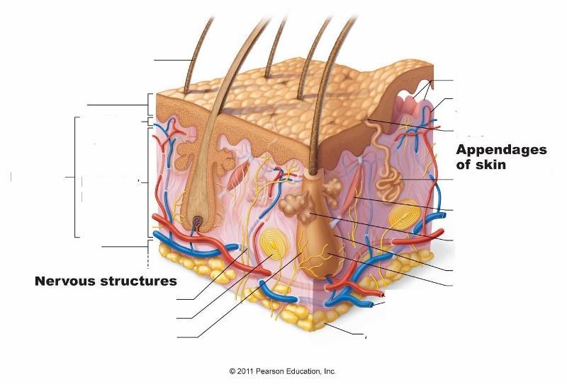 2. Connects dermis to tissues ( ) 3. Areolar & tissue 16 Figure 5.1; pg.