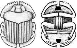 Pectoral Scarabs The Gods: ancestors of the king, intercessors and protectors of individuals in this life and the next Pectoral scarabs appear beginning in Dynasty XXV and had as their role to assure