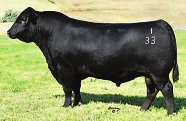 CALVING EASE BULLS BLACK GRANITE SONS Very popular calving ease and growth sire. You will like these 2 ET calves by the popular 198L cow.