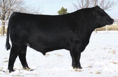 WATCHMAN SONS 90 CTR WATCHMAN 6530D Reg#: AMGV1397959 DOB: 4/13/2016 Tattoo: 6530D Dam s Age: 3 Color: Homo Black HPS: Polled Breed Comp: BA38 Watchman has been around for years and rightfully so.