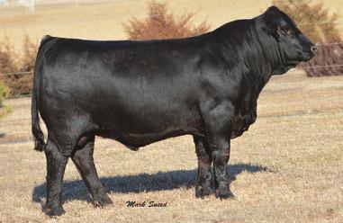 TRACTION SONS 100 CTR WIDE TRACK 6654D Reg#: AMGV1398105 DOB: 5/13/2016 Tattoo: 6654D Dam s Age: 9 Color: Homo Black HPS: Homo Polled Breed Comp: BA50 CTR WIDE TRACK 3706A ET Sired by our outcross