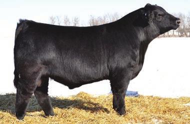 BARRETT SONS 103 CTR BARRET 6538D Reg#: AMGV1397717 DOB: 4/16/2016 Tattoo: 6538D Dam s Age: 6 Color: Homo Black HPS: Polled Breed Comp: BA38 Barrett is a new sire this year with tremendous