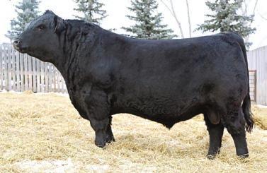 HOT LOTTO SONS One of the most exciting and anticipated bulls to come to Cedar Top Ranch and this is the first offering of 2 year old bulls. Trust me there will be many more to come in the future.