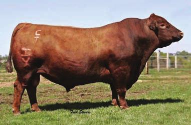 CONQUEST SONS 301 CTR CONQUEST 6307D Reg#: AMGV1405828 DOB: 4/28/2016 Tattoo: 6307D Dam s Age: 3 Color: Red HPS: Polled Breed Comp: AR100 HXC CONQUEST 4405P Conquest is the Red Angus bull by what all