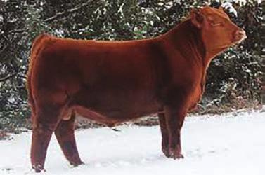 FLASHBACK SONS 305 CTR FLASHBACK 6300D Reg#: AMGV1405781 DOB: 4/18/2016 Tattoo: 6300D Dam s Age: 4 Color: Red HPS: Polled Breed Comp: AR100 In searching for a new impressive outcross sire I came