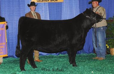 SANDHILLS SONS DAUGHTER OF CTR SANDHILLS 0065X CTR LASS Sandhills progeny continue to top markets at every level.