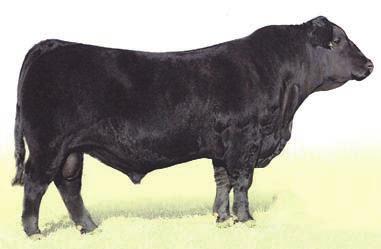 INDUSTRY SONS 16 CTR INDUSTRY 6512D ET Reg#: AMGV1397652 DOB: 4/3/2016 Tattoo: 6512D Dam s Age: 8 Color: Homo Black HPS: Homo Polled Breed Comp: BA38 Indusrty is a bull that sets the bar high for