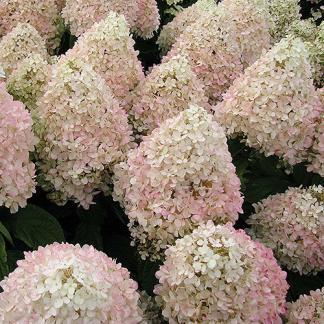 / Flower: White This prolific bloomer has snow white flowers which change to a pinkish color at maturity.
