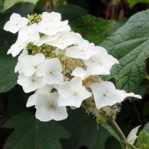 / Flower: White Handsome native shrub that produces large panicles of white flowers that gradually change to pink.