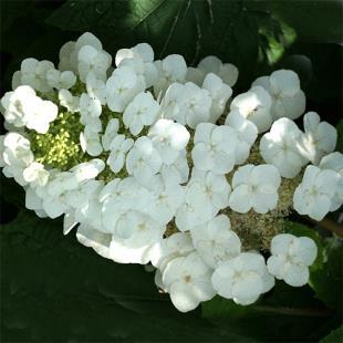 / Flower: White A good compact variety of the Oakleaf hydrangeas. Blooms white in June and July and fades to pink later in the season.