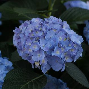 / Flower: White to Pink/Blue One of The Endless Summer series of Bigleaf Hydrangea providing prolific flowering in