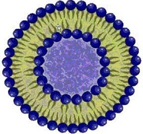 barrier layer Liposome fuses with skin