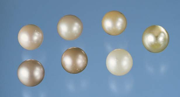 Figure 3. This group of 11.5 12.0 mm cultured pearls, all from the P. margaritifera, illustrates some of the colors tested in this study. Photo by Maha Tannous.