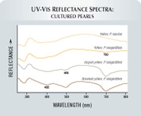 Figure 5. Reflectance spectra are shown here for white and black cultured pearls from the P. margaritifera.