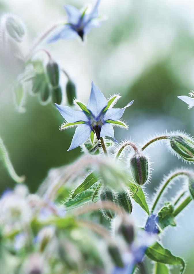 Focus: Revitalizing Leg & Arm Tonic 89 The master of metamorphosis Borage With its fine, silvery hairs, blue, star-shaped petals, and its powerful arms that reach to the sky, borage (also known as