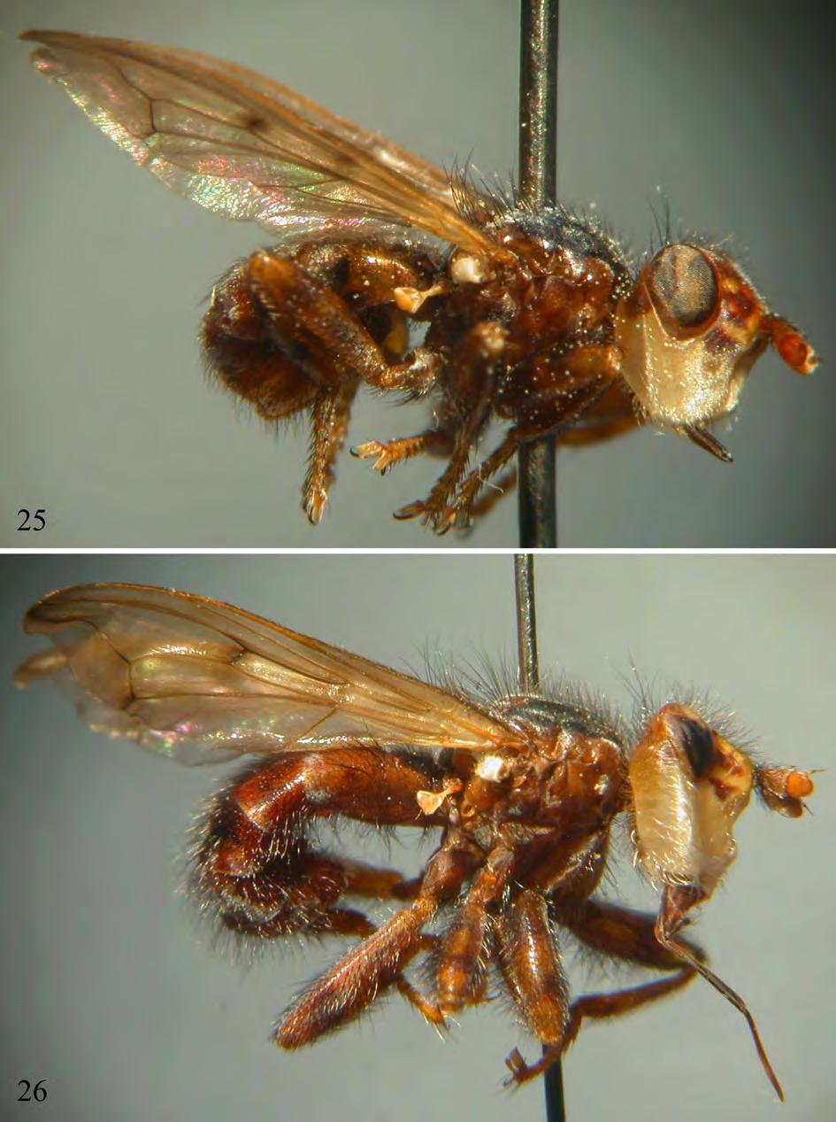 FIGURES 25 26: Holotypes of new Myopa species in side view. 25: clausseni spec. nov.