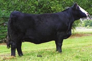 Embryos by Broker Selling Daughters by