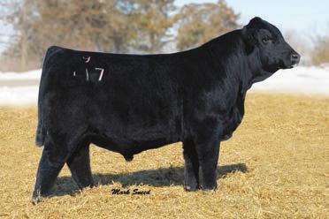 PB S Calf - Projected 16c HPF S Sadies Consignor: Lundy Farms Selling 3 or 5 embryos. 16b AJE/HS/BCC Silversmith - Reference Sire WLE POWER STROKE NJC EBONY ANTOINETTE Gem R086 7.2 4.