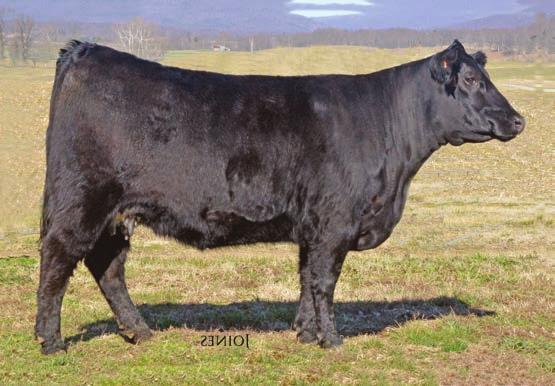 Bred Females Can t attend the sale? Bid online at www.dvauction.