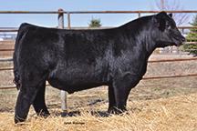 9 1.5 48.7 67 5 21.5 4131 STAY 45.7 B 0.3 88.3 49.9-0.03-0.076 Consignor: Heishman Cattle Company AI d on 12/2/14 to CAJS SUGAR DADDY Y24 (ASA# 2624673) A356 is a nice younger half blood.