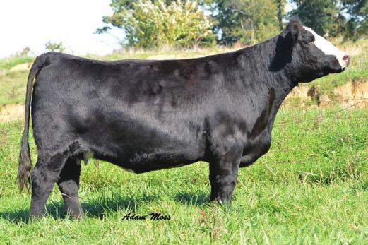 Simmentals AI d on 11/30/14 to W/C UNITED 956Y (ASA# 2614725) Effie Ann is big bodied, sound, and we have a full sister in the herd who has raised two outstanding calves.