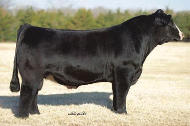 Steel Force bred to one of the hottest new sires in the breed. This mating will pay dividends.
