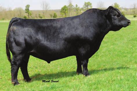 Due around November 1, 2015 Here is a great proven young cow in the prime time of production.