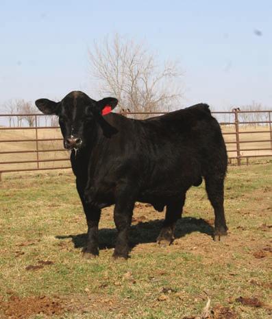 1 Consignor: Ruble Ranch Here is a solid black bull with a great set of and he has an outcross pedigree. He only weighed 83lbs at birth. I would recommend him for use on heifers.