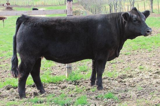 7 22 Consignor: aple Leaf Farms Show and go this 3/4 will excel in the ring and go on to produce the front pasture kind.