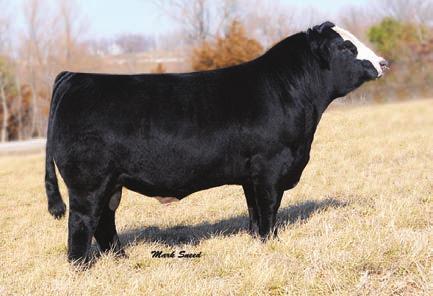 5 70 Consignor: Heishman Cattle Company 61 HPF s elody 309 If you like fancy, baldy soggy made show heifers; B451 is sure one to take a peek at.