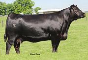 Open Females 62a r HOC Broker E&B Lady E161 Precision 527 Irish Whiskey Daughter of Reference Dam Precision 527 Reference Sire 62b.A.C. Temptress 440B BD: 9/2/14 ASA#: 2958289 Tattoo: 440B 1/2 S 1/2 AN SVF STEEL FOR S701 R HOC BROKER J H25 4.