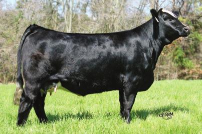 8 Consignor:.A.C. Cattle SVF STEEL FOR S701 E&BLADY E161PRECISION527 aternal Sib to Lots 62a & 62b J H25 4.5 1.9 57.2 97.5 10.1 15.