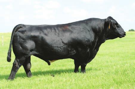 RED HUER608S B C ATRI 4132 STF ACHIEVER 758W U18 STF BEAUTY 510N 18 Consignor: Armes Simmentals Here is a really nice solid black commercial simmental heifer that will calve by sale date to SVF A51.