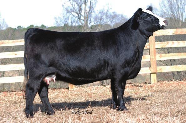 Embryos iss CCF Sheza RC Club King 040R - Reference Sire 3 iss CCF Sheza STF Royal Affair Z44 - Reference Sire ISS CCF Sheza Bonnie Y61 Looker BD: 9/7/07 ASA#: 2427330 Tattoo: T35 PB S CNS D ON L186