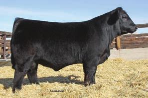 3 Consignor: Circle T Farm 3a Sheza Looker is one one those cows that just gets it done. She has a royal pedigree and is the dam of many top value cattle. Take your choice of these four matings.