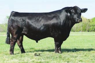 She produces the kind of front end Simmental genetics that are hard to come by. Don t pass up this opportunity. Elsa GWS EBONYS Trademark 6N x iss PB S Calf - Projected 5b 12.2 1.5 55.7 69.9 3.8 19.