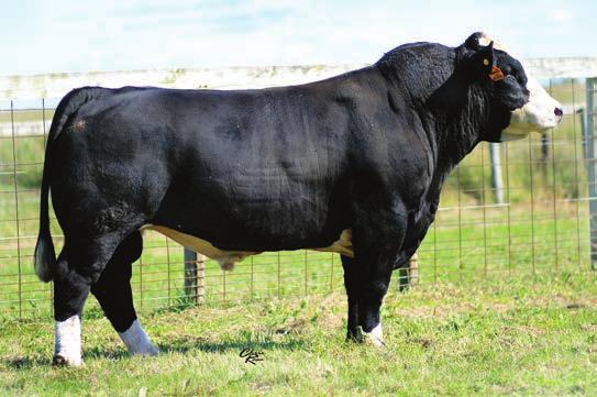 8 14a C H STACKER 7040 LADY STACKER 365 E&B LADY VIKING 0867 STAY B 38.7 0.41 0.029-0.21 61.6 46.7 Consignor:.A.C. Cattle Selling 2 embryos.