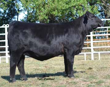 Chosen JF Latisha 3258A :: Lot 24 These two females are Doug Parke s picks out of this years offering.