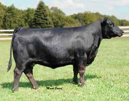 .. WSJ ENCORE JF BEAUTY 7084T STF BEAUTY 510N These heifers will be show heifers for sure for their new owners.