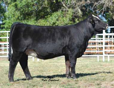 Her mother CLCC Victoria is sure to leave her mark, as her first calf crop features several top lots in both the HPF and JF sales.