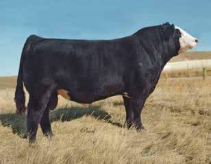 Sired by Lock N Load and out of one of the best looking baldy cows in the breed.