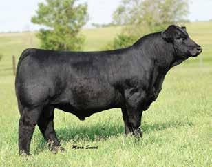 These two have limitless potential in raising quality heifers and scale busting bulls.