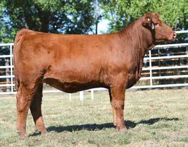 and this is an own daughter of the JF Reba 364N that has had so much success producing show heifers here.