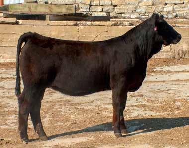 to be as good. Big bodied and chisel fronted. Falcks Fancy/LD APL2 :: Lot 49 Falcks Fancy/LD APL2 LOT 50 FALKS FUNNY FACE A83W ASA #27669067 Tattoo: A83W PB SM BD: 2/1/2013 Adj. BW: 72 lbs. SIRE.