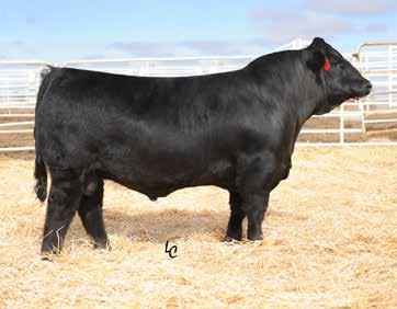 .. BR MIDLAND HART FIRST CLASS X160 HART MISS 5303 M505 NFF COVER GIRL R527 RCC COVER GIRL M436 Cover Girl s mothers full sister was a great show heifer for the Nelson Family of Minnesota, NFF Black
