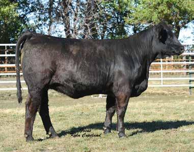 Two direct daughters of Dream On out of New Trend Way Cool s Dam. These two donor prospects were offered only as sale features. One bred to American Pride and one bred to Step Ahead, you decide.