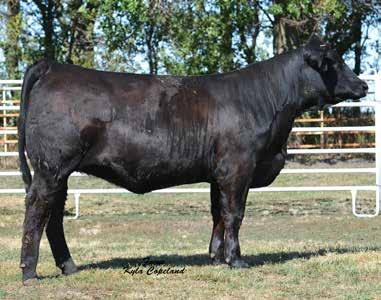 .. HC POWER DRIVE 88H R&R CHAMBERLAIN X744 R&R MISS TRAVELER T744 NJC/TJF JOY Heres an opportunity to buy a bred heifer out of L-123 and Chamberlain.